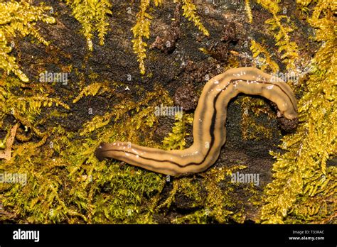  Bipalium: A Flatworm Wonder With Regenerative Powers That Defy Imagination!