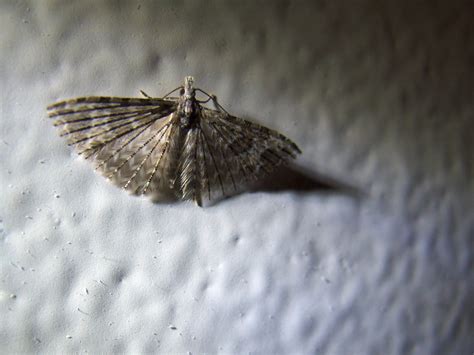  Fluorescence Moth - A Tiny Creature Illuminating the Night with its Exquisite Wing Patterns!