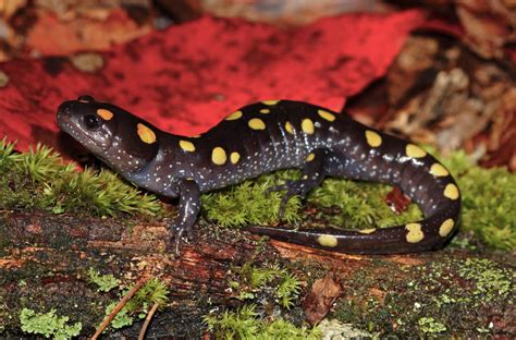  Yellow-Spotted Salamander: This Slithering Enigma Lurks in Leaf Litter, Ready to Unleash its Sticky Surprise!