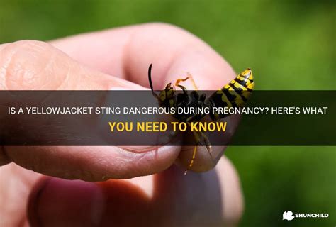  Yellowjacket: A Stinging Reminder That Nature Always Has its Defenses!