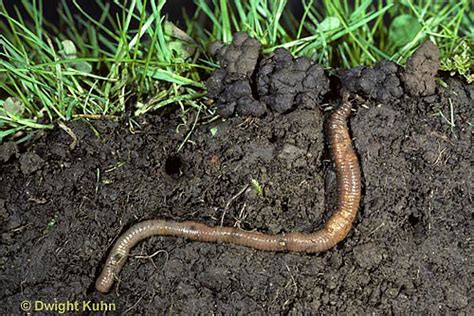  Geophilidae - Những Con Rết Chui Lọt Trong Lỗ Đất Thường Dày Như Cây