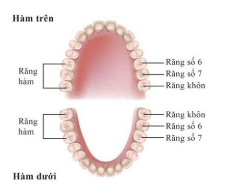  Khỉ Con Răng Sâu: Một Vị Khách Nép Dưới Lá Chuối Giả Lộ Bí Mật Của Sự Tái Sinh!