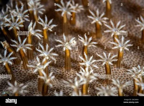  Leather Coral:  A Creature With Tentacles That Dance and Stinging Cells Like Tiny Harpoons!