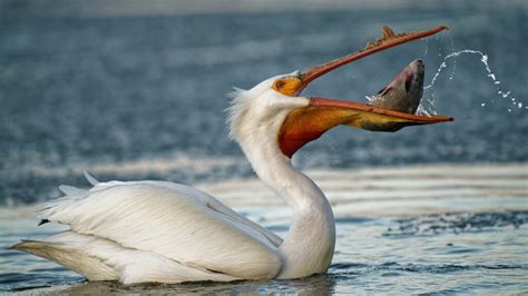  Pelican, A Bird With An Enormous Bill Capable Of Carrying Unexpected Loads And Known For Its Unique Fishing Techniques!