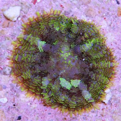  Rhodactis! A Breathtaking Polyp Paradise Hidden Beneath the Waves