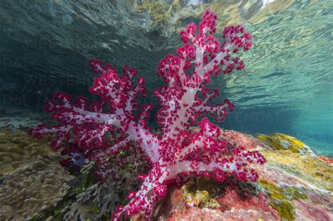  Ridge Coral: A Colorful Living Architecture That Thrives In Sunny Shallow Waters!