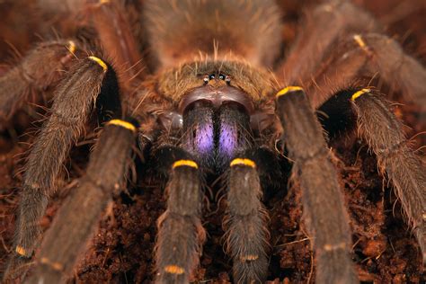  Tarantulas: Những Chuyên Gia Đa Chi Có Lòng Mạnh Mẽ Và Hồn Phảng Phất