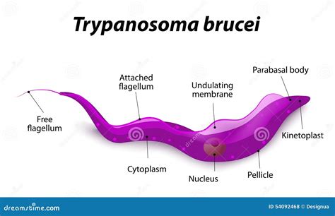  Trypanosoma: A Microscopic Mastermind with Whipping Tails and a Thirst for Blood!