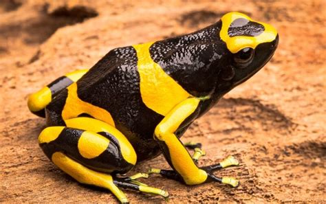  Yellow-Banded Poison Dart Frog: A Tiny Creature That Packs a Colorful Punch!